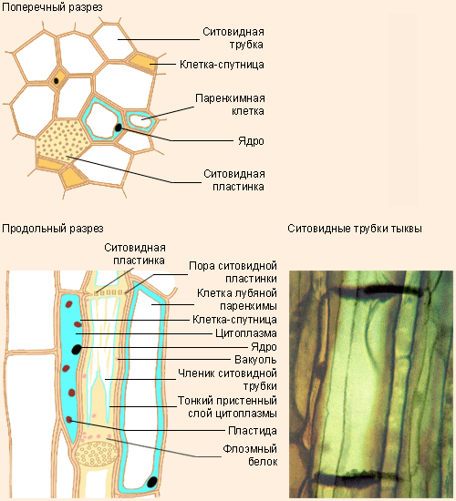 Проводящей клеткой флоэмы является. Анатомия растений флоэма. Проводящая ткань растений ситовидные трубки. Ксилема и флоэма это ткани. Проводящие элементы флоэмы – ситовидные трубки.