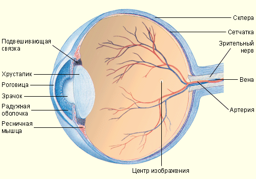 Анатомия глаза